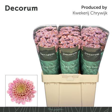 Chrysanthemum (Indicum Grp) tros santini Ellison Sweet