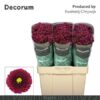 Chrysanthemum (Indicum Grp) tros santini AAA Purpetta Red