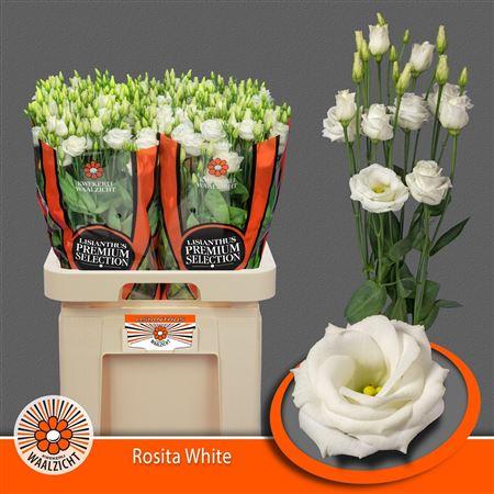 Eustoma russellianum gevuldbloemig Rosita White