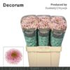 Chrysanthemum (Indicum Grp) tros santini AAA Doria Pink