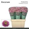 Chrysanthemum (Indicum Grp) tros santini AAA Doria