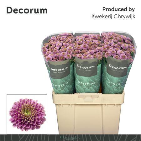 Chrysanthemum (Indicum Grp) tros santini AAA Doria