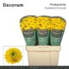 Chrysanthemum (Indicum Grp) tros santini AAA Aurinko