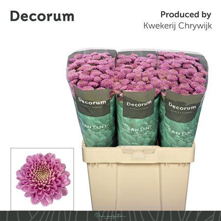 Chrysanthemum (Indicum Grp) tros santini Ellison Pink