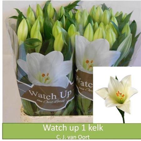 Lilium (Longiflorum Grp) 'Watch up'