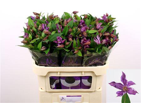 Clematis (Integrifolia Grp) Amazing Geneva