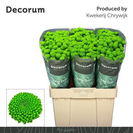 Chrysanthemum (Indicum Grp) tros santini AAA Peptalk