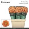 Chrysanthemum (Indicum Grp) tros santini Ellison Salmon