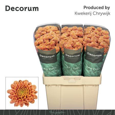 Chrysanthemum (Indicum Grp) tros santini Ellison Salmon