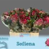 Alstroemeria Sofiena