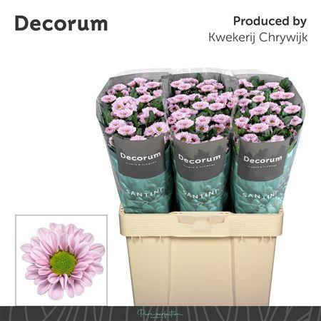 Snijbloemen overig