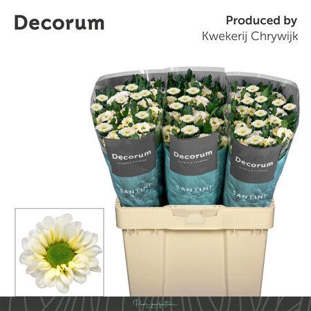 Snijbloemen overig