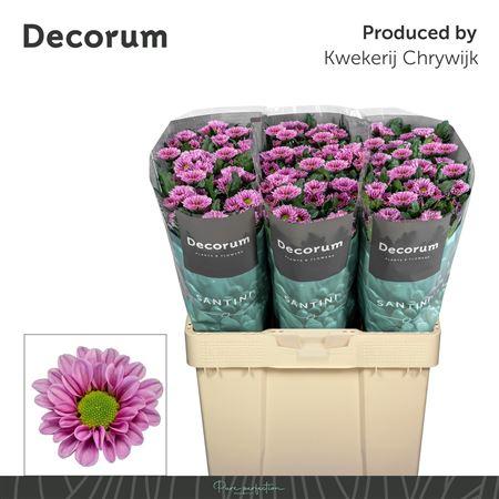 Snijbloemen overig