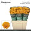 Chrysanthemum (Indicum Grp) tros santini Ellison Orange