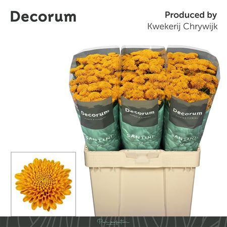 Chrysanthemum (Indicum Grp) tros santini Ellison Orange