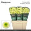 Chrysanthemum (Indicum Grp) tros santini Maverick White
