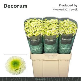 Chrysanthemum (Indicum Grp) tros santini Maverick White