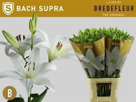 Lilium (LA-hybrids Grp) 'Bach'