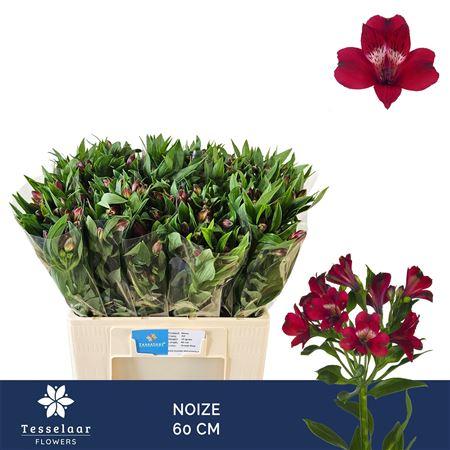 Alstroemeria Noize