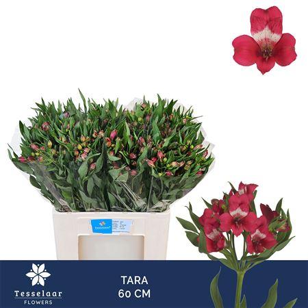 Alstroemeria Tara