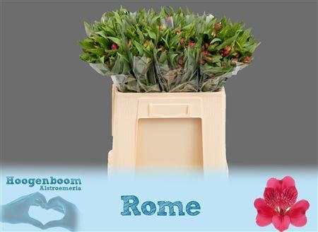 Alstroemeria Rome