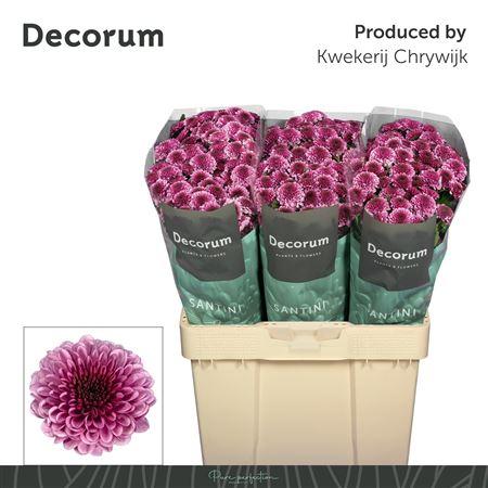 Snijbloemen overig