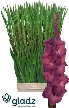 Gladiolus (Large-flowered Grp) 'Indian Summer'