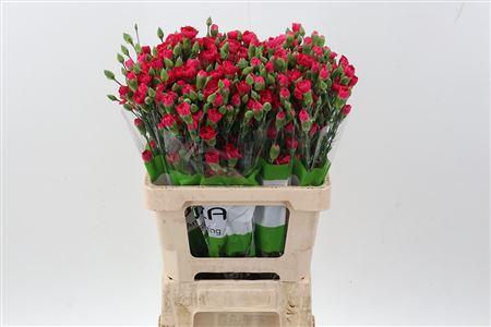 Dianthus tros Pigeon
