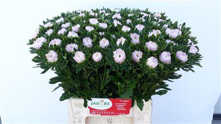 Callistephus chinensis Jules Pink