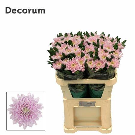 Chrysanthemum (Indicum Grp) geplozen Rossano