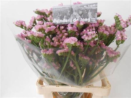 Limonium sinuatum Pretty Wings