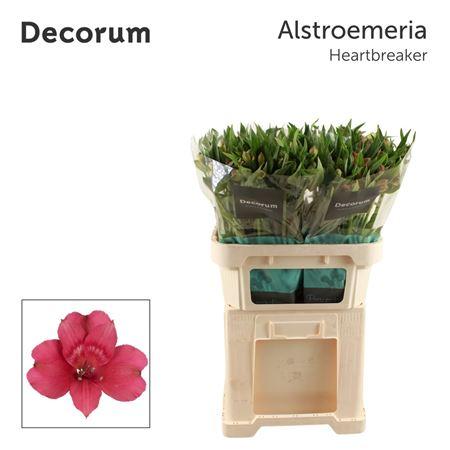 Alstroemeria Heartbreaker
