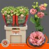 Eustoma russellianum gevuldbloemig 'Sabrina Orange'