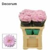 Chrysanthemum (Indicum Grp) geplozen Petrushka