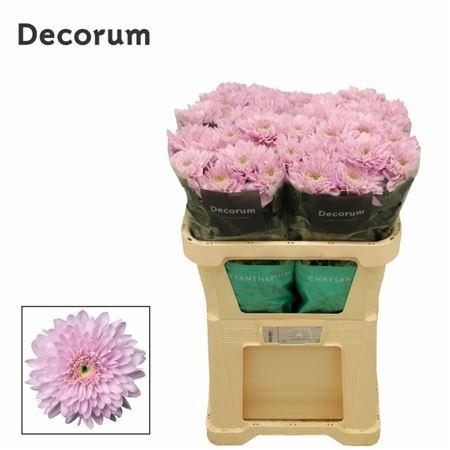 Chrysanthemum (Indicum Grp) geplozen Petrushka