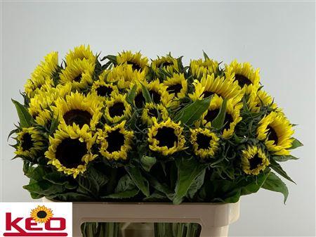 Helianthus annuus 'Sunrich Limoncello'
