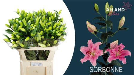 Lilium (Oriental Grp) 'Sorbonne'