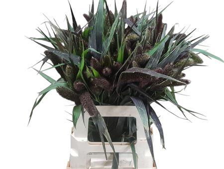 Setaria italica 'Red Jewel'