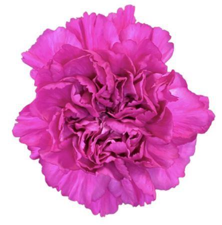 Dianthus standaard Dark Farida