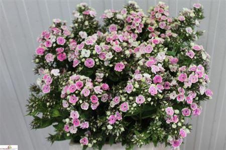 Phlox (Paniculata Grp) 'Orchid Yellow'