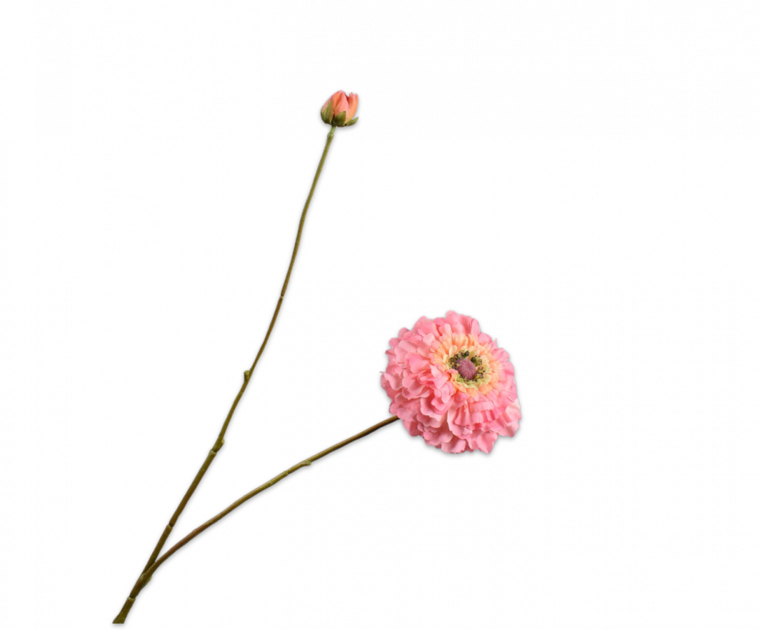 Zinnia / Silkeblomst