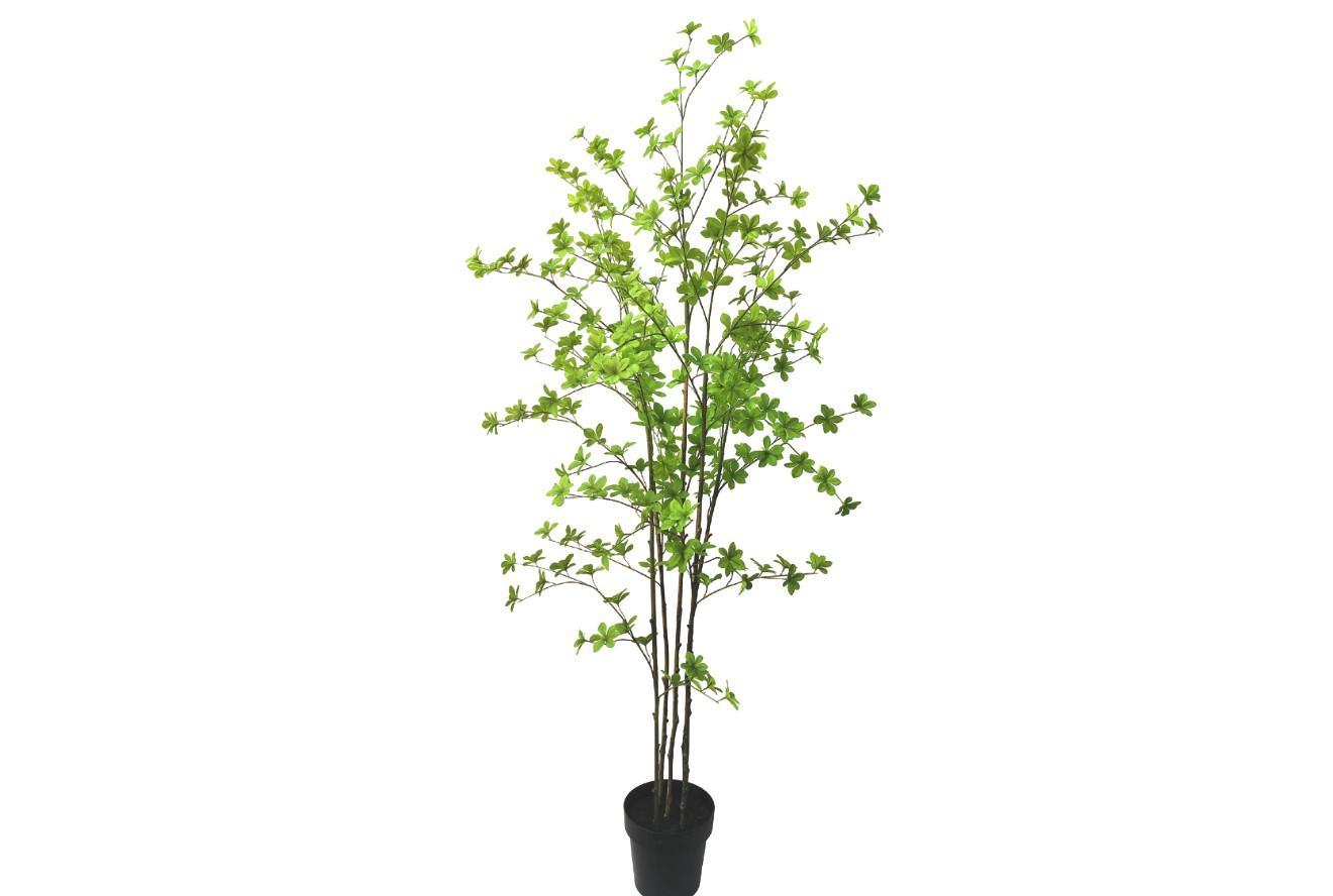 Bucida i Potte Grøn / Silkeblomster