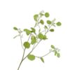 Eucalyptus Populus, Grøn 84 cm / Silkeblomst