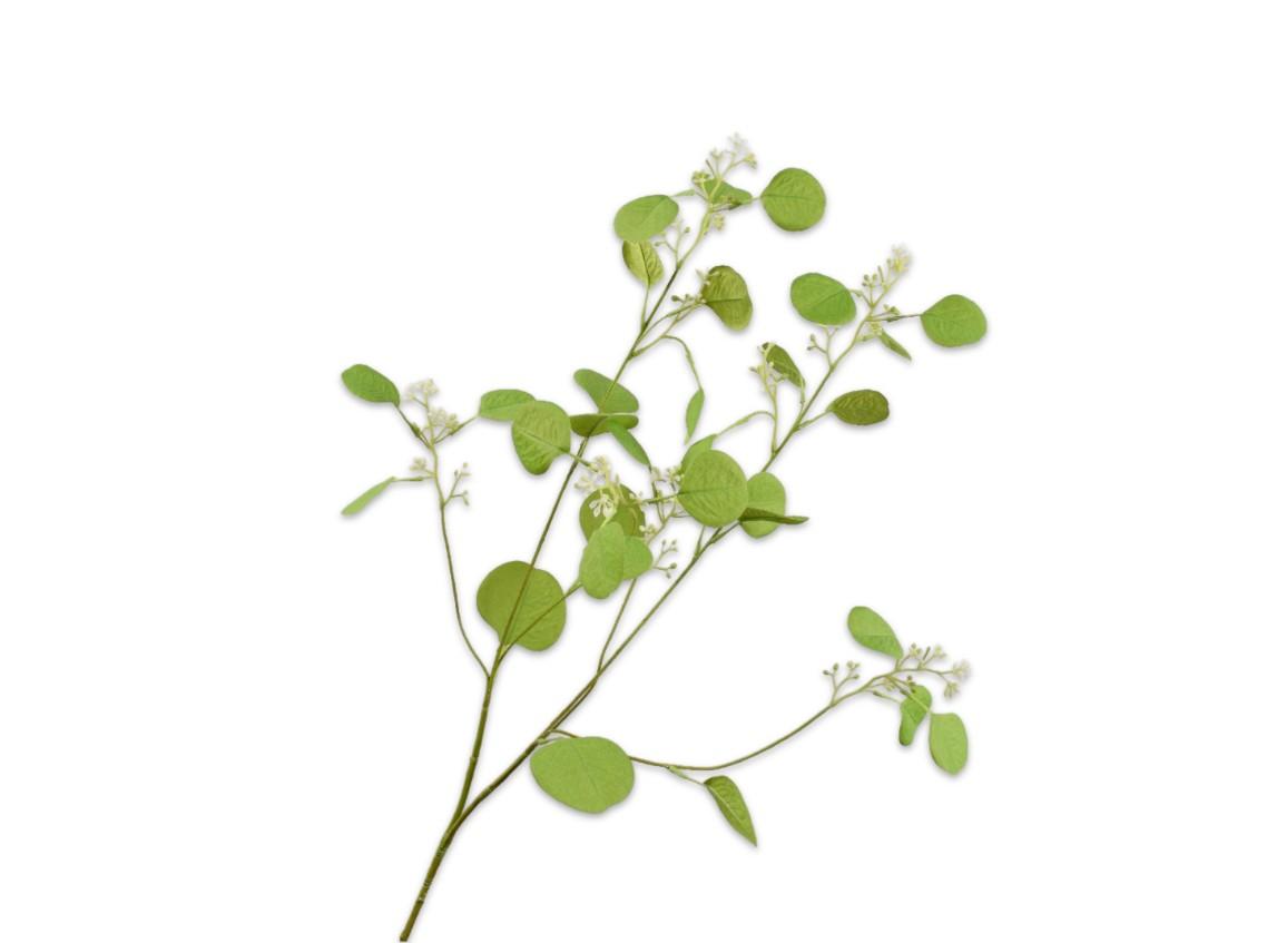 Eucalyptus Populus, Grøn 84 cm / Silkeblomst