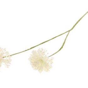 Stem Scabiosa Hvid 61 cm / Silkeblomst