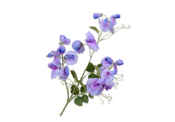 Lathyrus/Silkeblomst