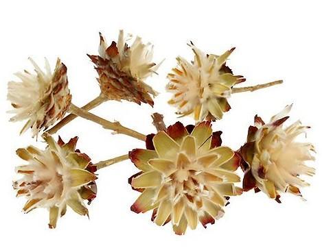 Protea Bleached