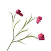 Fritillaria / Silkeblomst