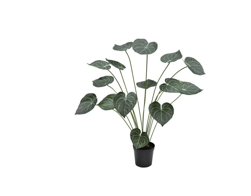 Anthurium i Potte 125cm