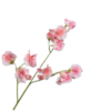 Lathyrus Spray, Lyserød/Creme 58cm / Silkeblomster